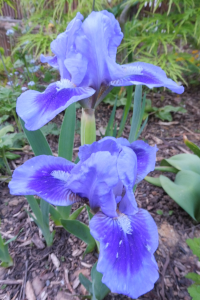 Abbildung Iris barbata nana